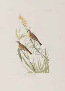 Kuvitus elokuvasta "Birds of America" tekijältä John James Audubon