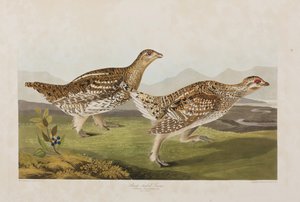 Kuvitus elokuvasta "Birds of America" tekijältä John James Audubon