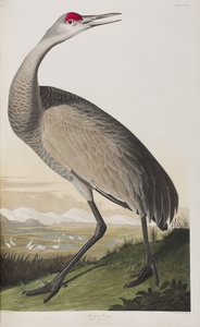 Kuvitus elokuvasta "Birds of America" tekijältä John James Audubon
