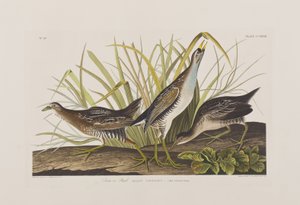 Kuvitus elokuvasta "Birds of America" tekijältä John James Audubon