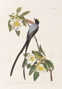 Kuvitus elokuvasta "Birds of America" tekijältä John James Audubon