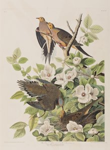 Kuvitus elokuvasta "Birds of America" tekijältä John James Audubon