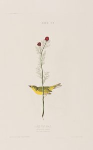 Kuvitus elokuvasta "Birds of America" tekijältä John James Audubon
