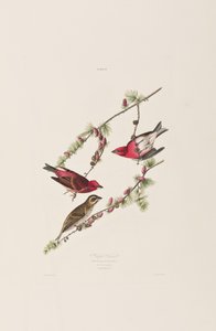 Kuvitus elokuvasta "Birds of America" tekijältä John James Audubon