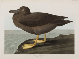 Kuvitus elokuvasta "Birds of America" tekijältä John James Audubon