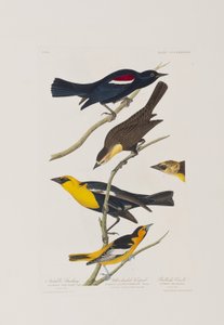 Kuvitus elokuvasta "Birds of America" tekijältä John James Audubon