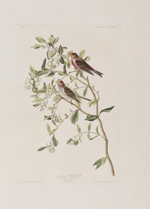 Kuvitus elokuvasta "Birds of America" tekijältä John James Audubon