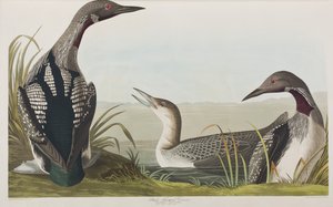 Kuvitus elokuvasta "Birds of America" tekijältä John James Audubon