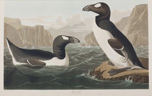 aKuvitus elokuvasta "Birds of America" tekijältä John James Audubon