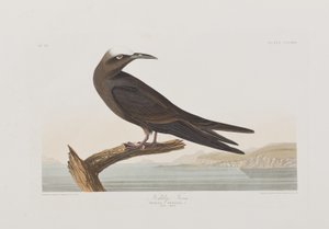 Kuvitus kirjasta 