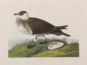 Kuvitus elokuvasta "Birds of America" tekijältä John James Audubon