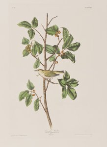 Kuvitus elokuvasta "Birds of America" tekijältä John James Audubon