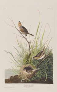 Kuvitus elokuvasta "Birds of America" tekijältä John James Audubon
