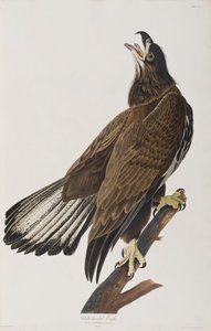 Kuvitus elokuvasta "Birds of America" tekijältä John James Audubon