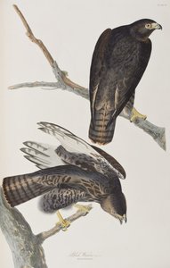 Kuvitus elokuvasta "Birds of America" tekijältä John James Audubon