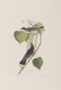 Kuvitus elokuvasta "Birds of America" tekijältä John James Audubon