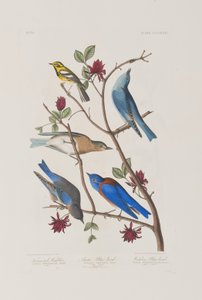 Kuvitus elokuvasta "Birds of America" tekijältä John James Audubon