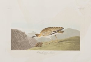 Il·lustració de 
