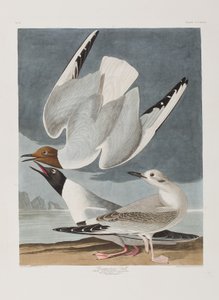 Kuvitus elokuvasta "Birds of America" tekijältä John James Audubon