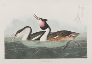 Kuvitus elokuvasta "Birds of America" tekijältä John James Audubon