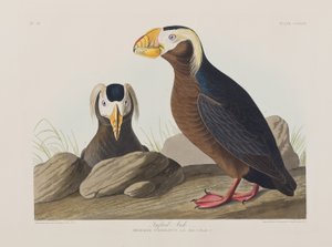 Kuvitus elokuvasta "Birds of America" tekijältä John James Audubon