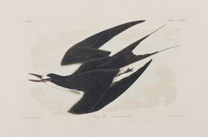 Kuvitus elokuvasta "Birds of America" tekijältä John James Audubon