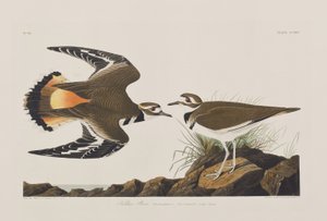 Kuvitus elokuvasta "Birds of America" tekijältä John James Audubon