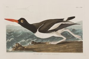 Kuvitus elokuvasta "Birds of America" tekijältä John James Audubon