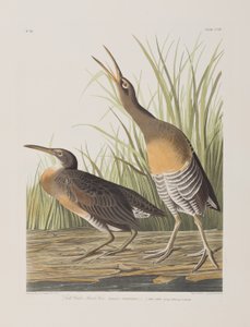 Kuvitus elokuvasta "Birds of America" tekijältä John James Audubon