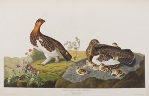 Kuvitus elokuvasta "Birds of America" tekijältä John James Audubon