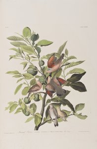 Kuvitus elokuvasta "Birds of America" tekijältä John James Audubon