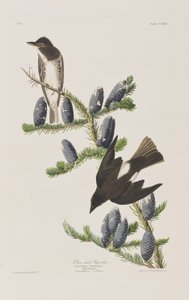 Kuvitus elokuvasta "Birds of America" tekijältä John James Audubon