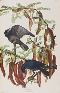 Kuvitus elokuvasta "Birds of America" tekijältä John James Audubon
