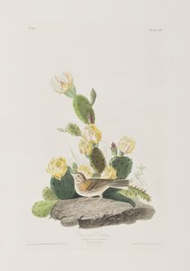 Kuvitus elokuvasta "Birds of America" tekijältä John James Audubon