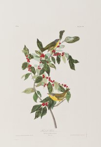 Kuvitus elokuvasta "Birds of America" tekijältä John James Audubon