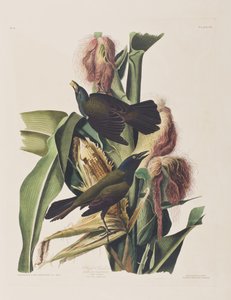 Kuvitus elokuvasta "Birds of America" tekijältä John James Audubon
