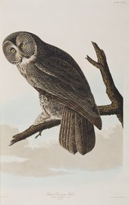 Kuvitus elokuvasta "Birds of America" tekijältä John James Audubon