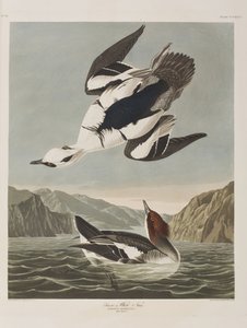 Kuvitus elokuvasta "Birds of America" tekijältä John James Audubon