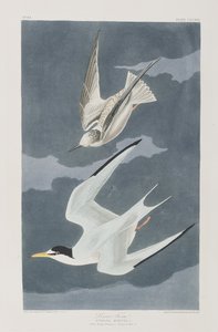 Kuvitus elokuvasta "Birds of America" tekijältä John James Audubon