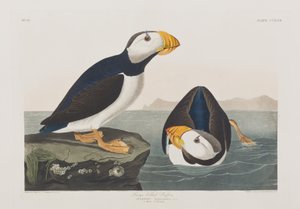 Kuvitus elokuvasta "Birds of America" tekijältä John James Audubon