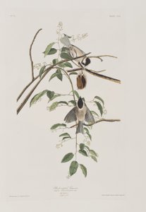 Kuvitus elokuvasta "Birds of America" tekijältä John James Audubon