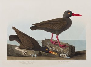 Kuvitus elokuvasta "Birds of America" tekijältä John James Audubon