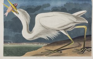 Kuvitus elokuvasta "Birds of America" tekijältä John James Audubon
