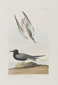 Kuvitus elokuvasta "Birds of America" tekijältä John James Audubon