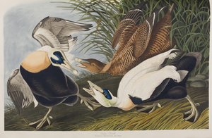 Kuvitus elokuvasta "Birds of America" tekijältä John James Audubon