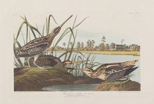 Kuvitus elokuvasta "Birds of America" tekijältä John James Audubon