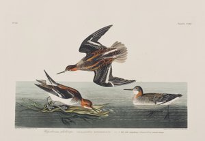 Kuvitus elokuvasta "Birds of America" tekijältä John James Audubon