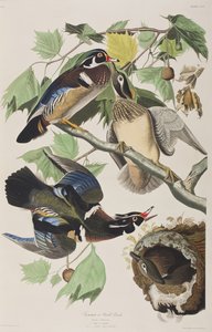 Kuvitus elokuvasta "Birds of America" tekijältä John James Audubon