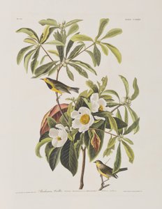 Kuvitus elokuvasta "Birds of America" tekijältä John James Audubon