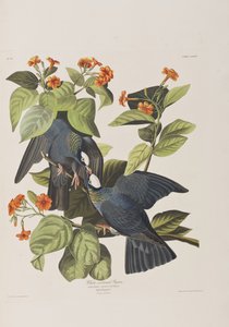 Kuvitus elokuvasta "Birds of America" tekijältä John James Audubon